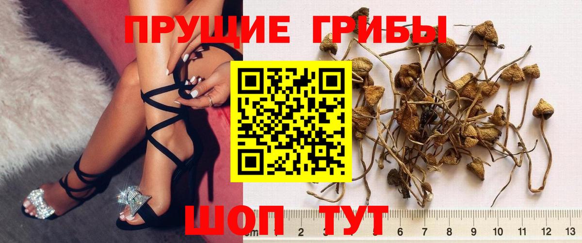 Галлюциногенные грибы Psilocybine cubensis Великий Устюг